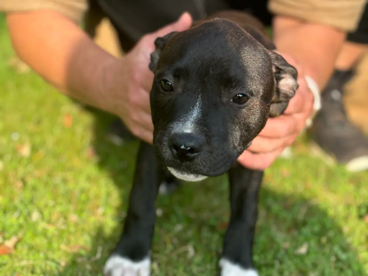 Billede 2 - Staffordshire bullterrier hvalpe