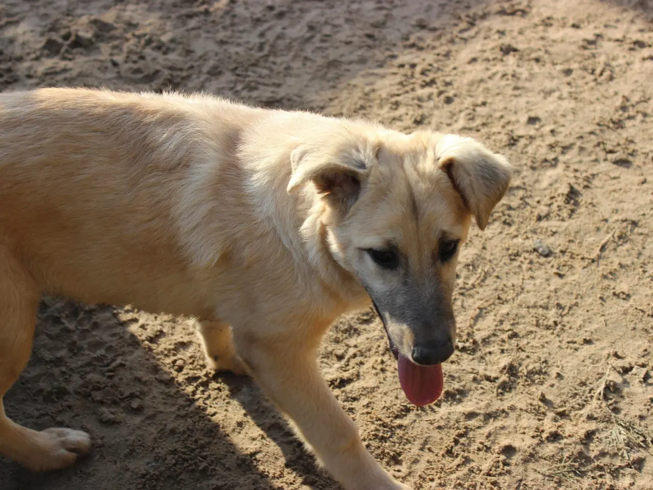 Billede 7 - Missy (blandingshund / gadehund)