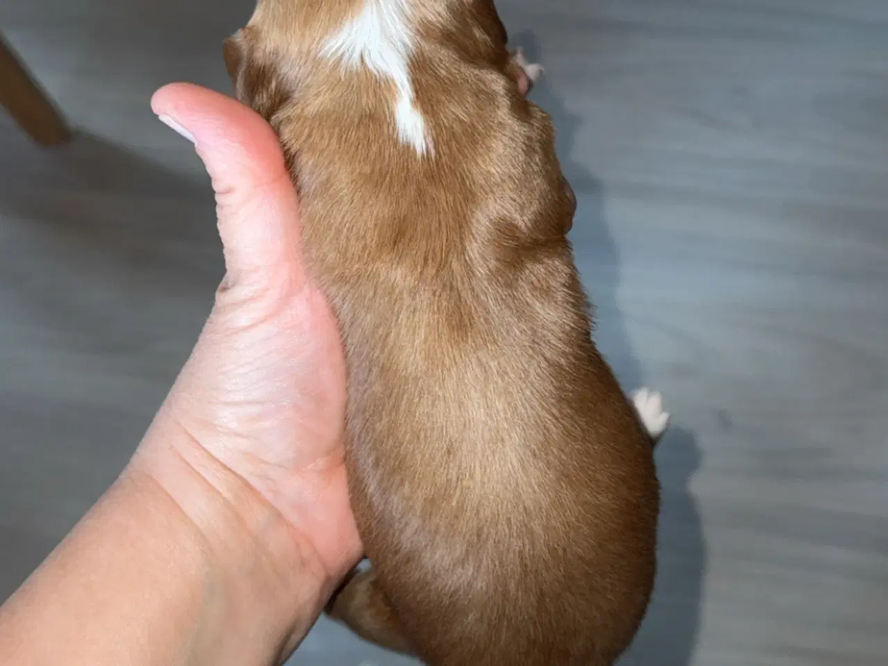 Billede 5 - Dejlige familiehund.
