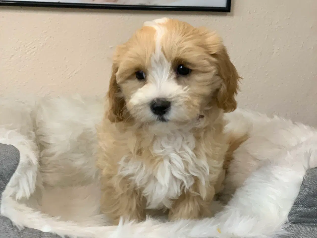 Billede 6 -  Maltipoo dreng er rejse klar nu!