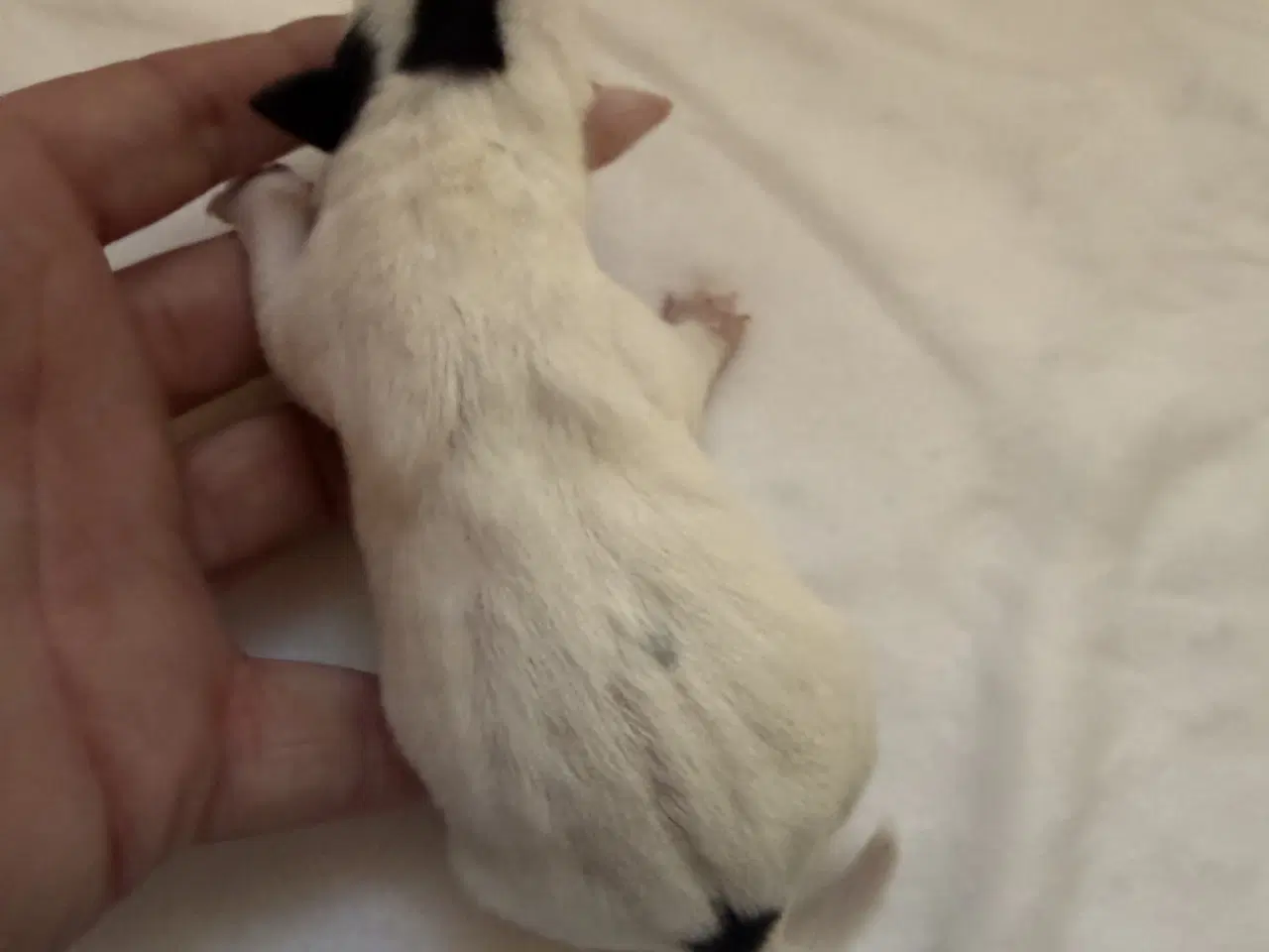 Billede 2 - Jack russel hvalpe 