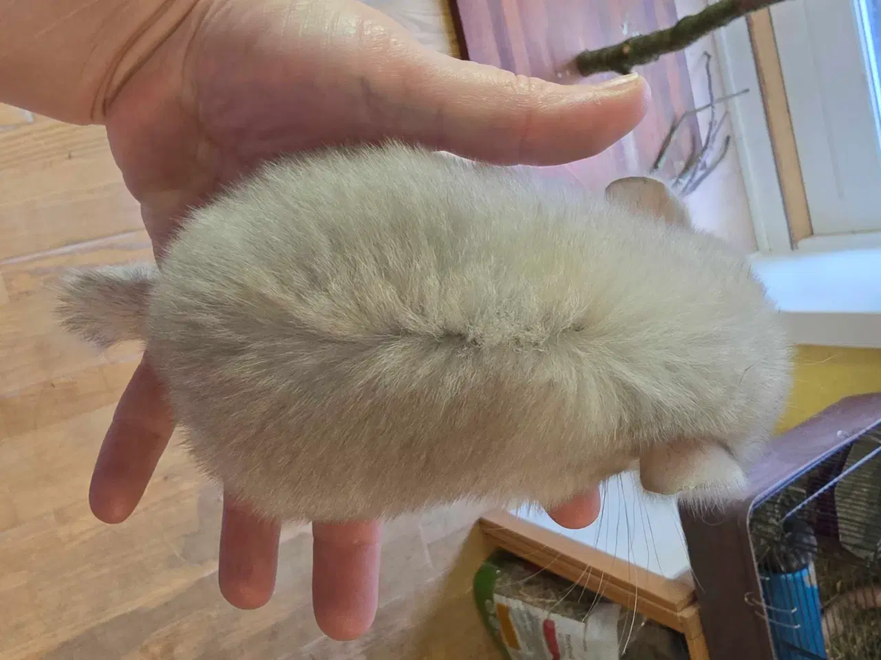 Billede 5 - Chinchilla unge