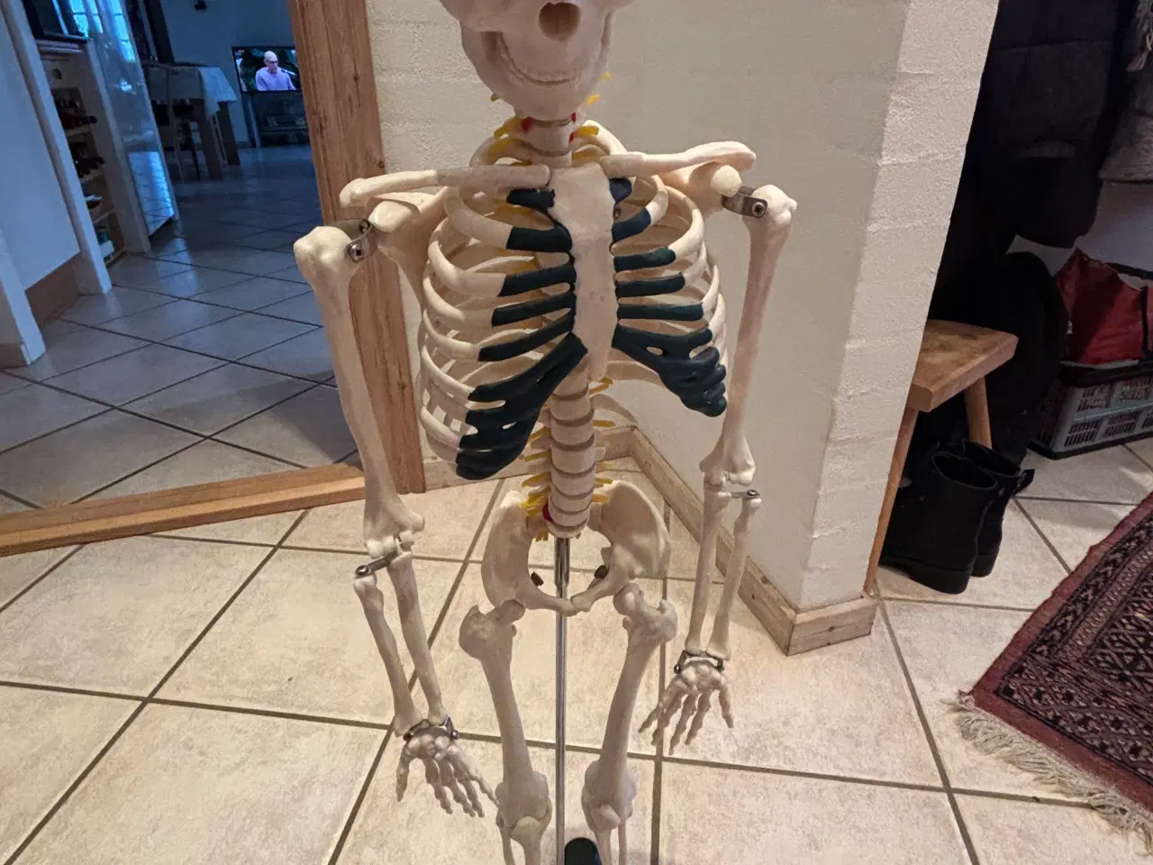 Billede 1 - Skelet