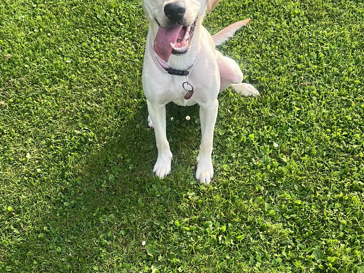 Billede 5 - Labrador 