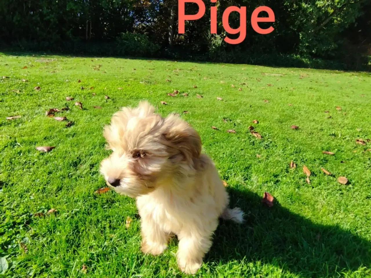 Billede 5 - Bichon Havanais hvalpe piger