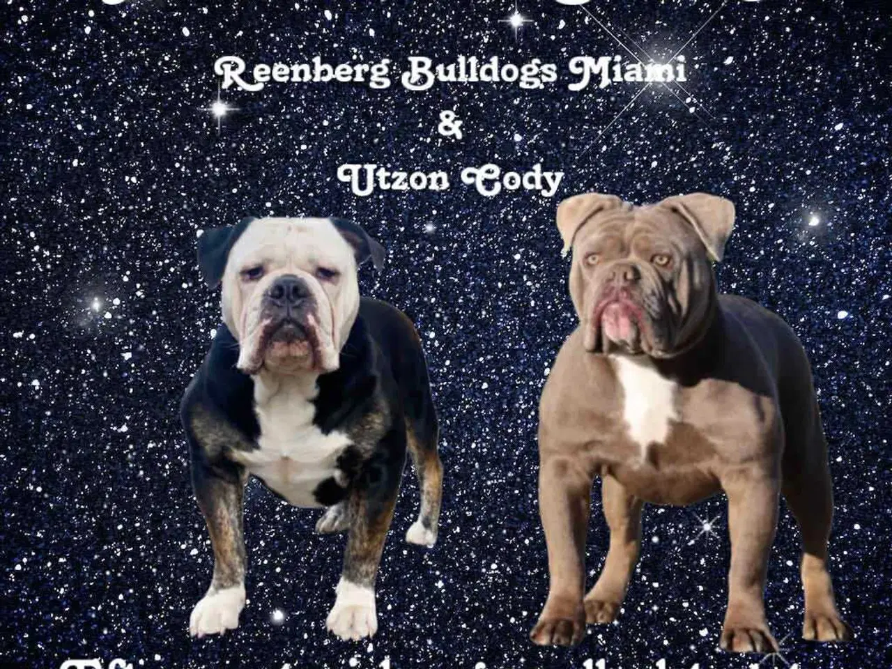 Billede 4 - Old english bulldog hvalpe