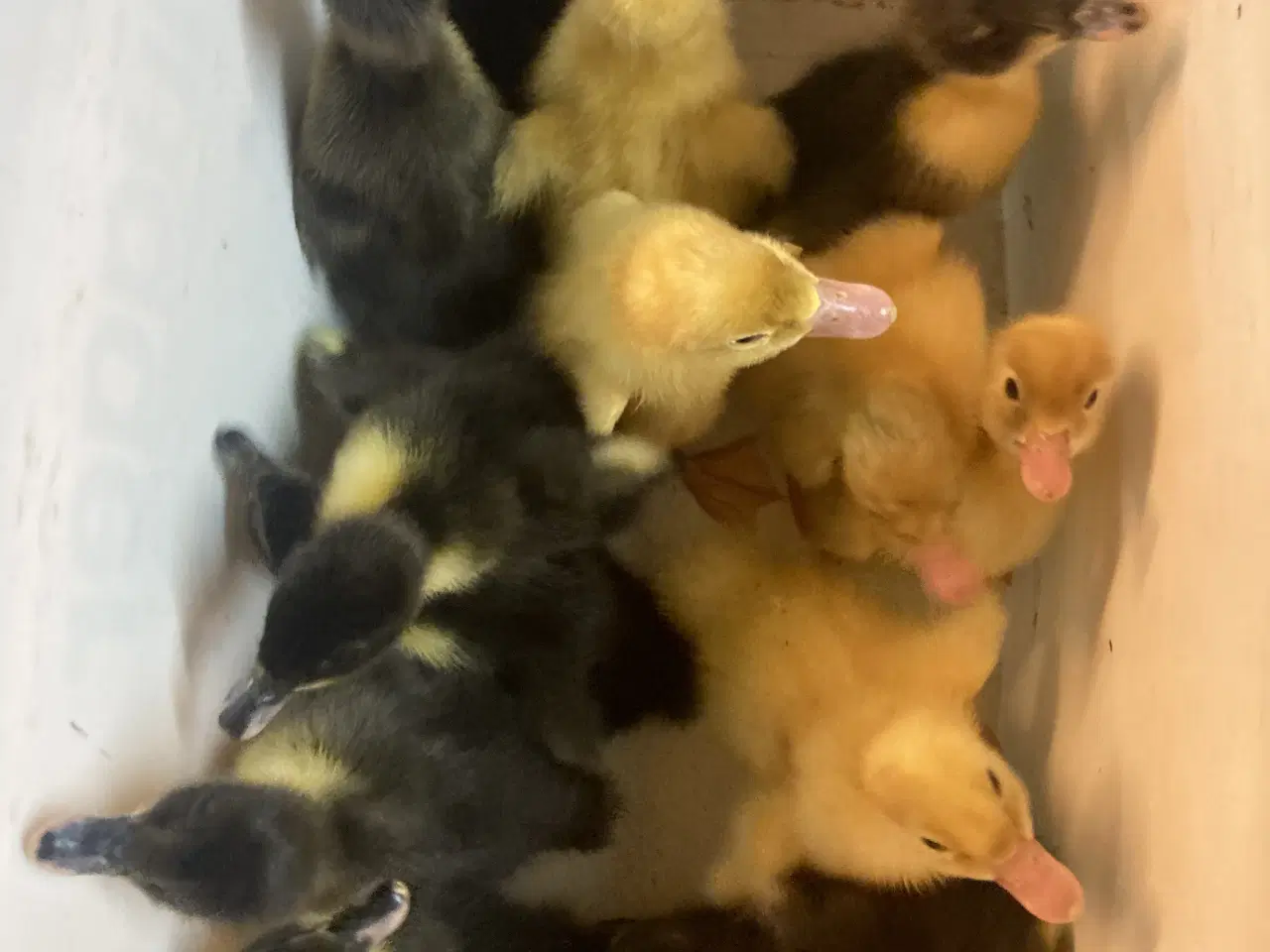 Billede 1 - Ællinger 