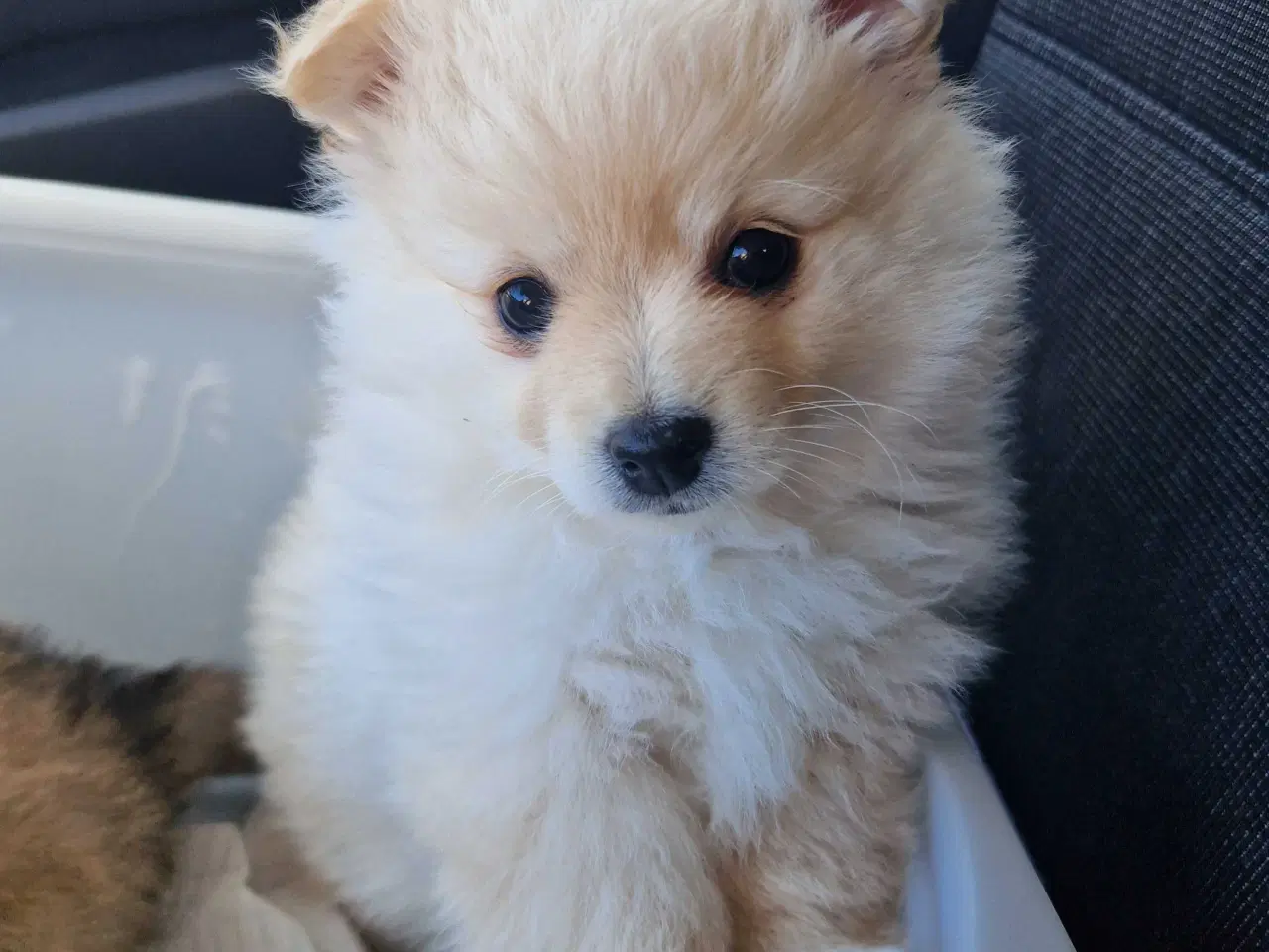 Billede 2 - Smuk prinsesse Snowie