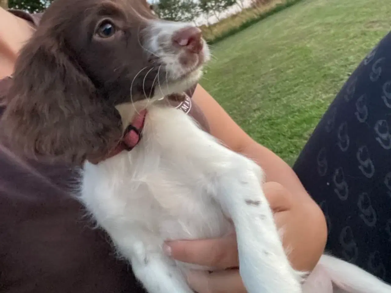 Billede 7 - Tre super søde FT springer spaniel 