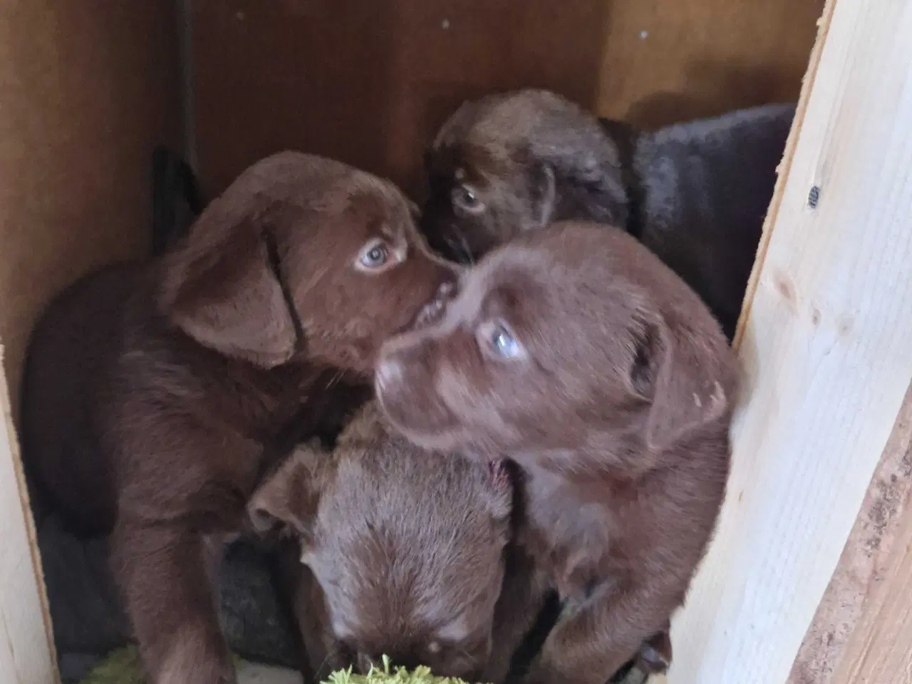 Billede 5 - Labrador hvalpe  