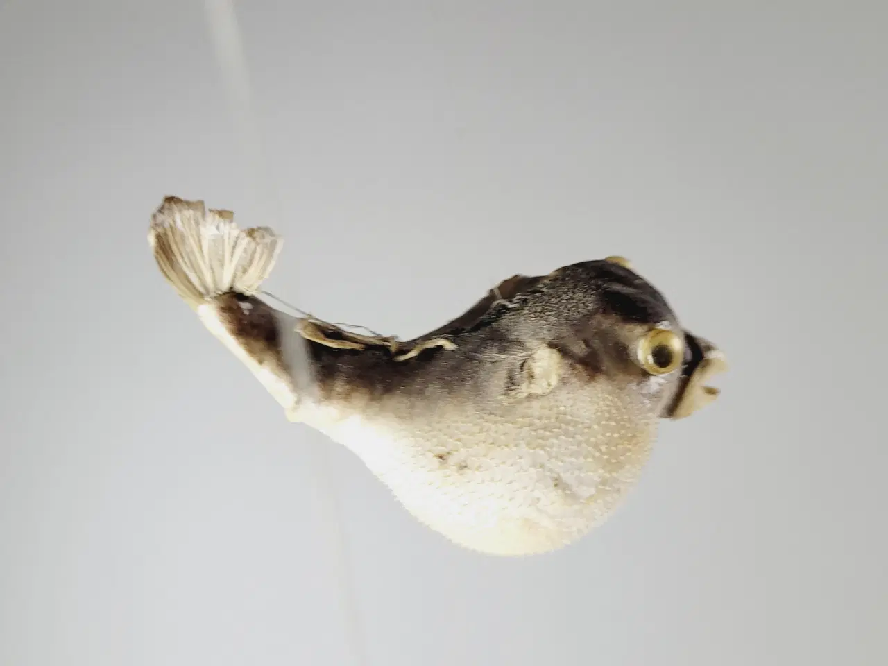 Billede 7 - ⭐️· Sæt af 2 små tørrede Pindsvinefisk / Kuglefisk