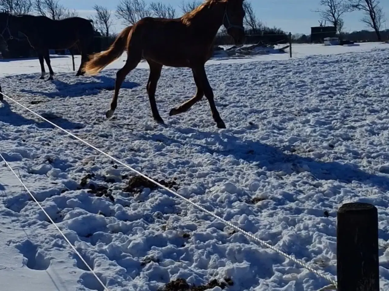 Billede 1 - Rød Dv hingst plag med fuld stamtavle