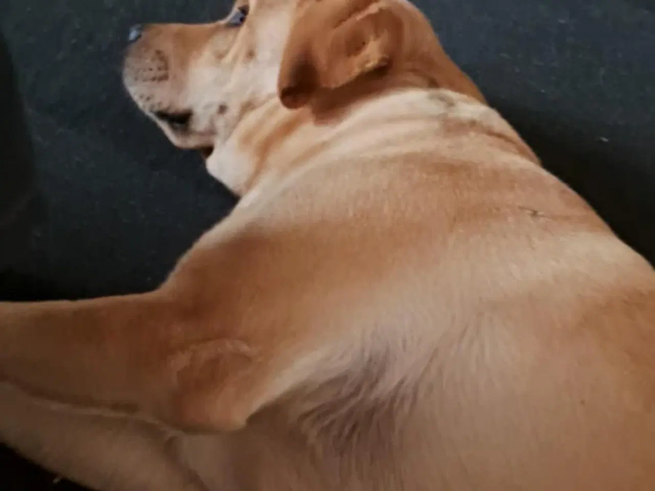 Billede 10 - Mangler du en blød julegave 