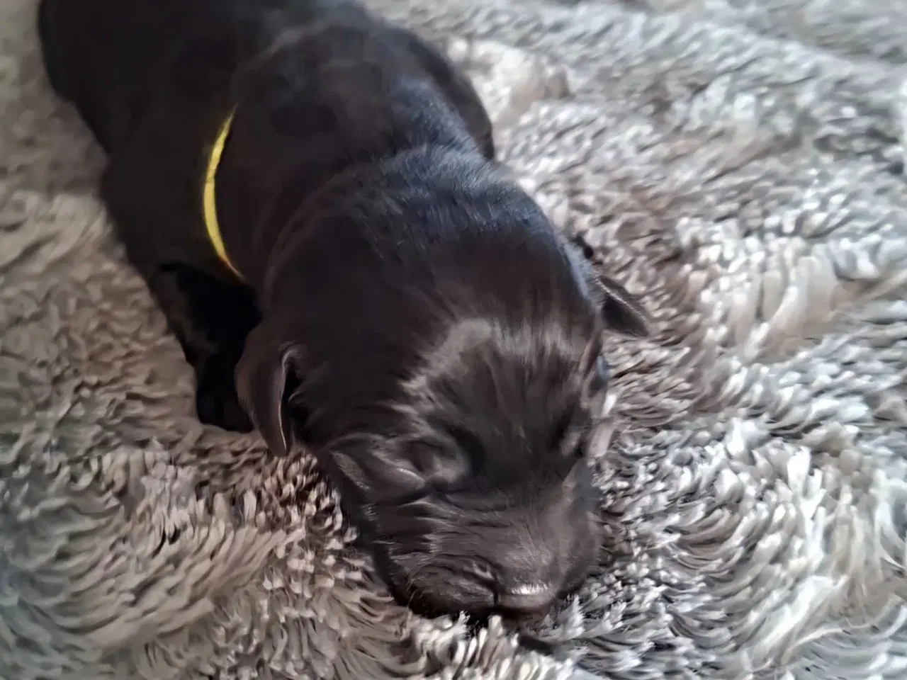 Billede 5 - De lækreste blandingshvalpe