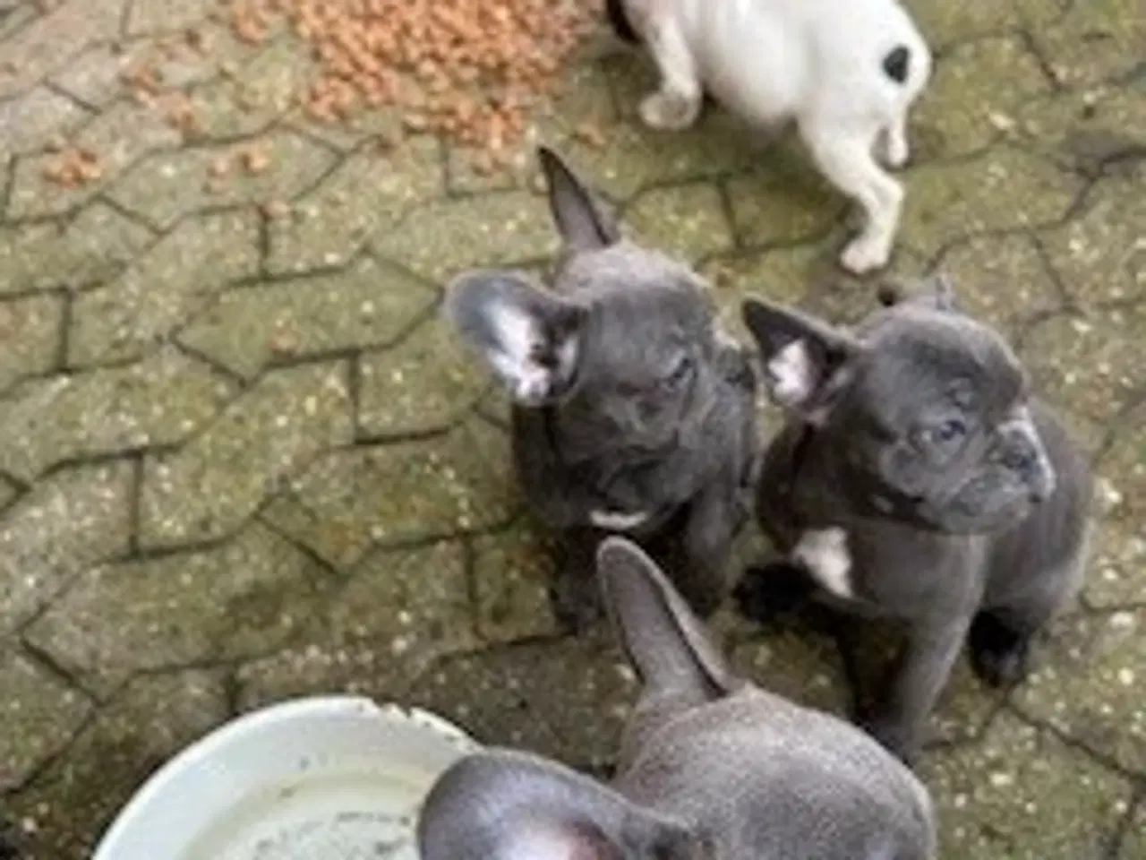 Billede 2 - FRANSK BULLDOG HVALPE 8 UGER SALGSKLAR NU