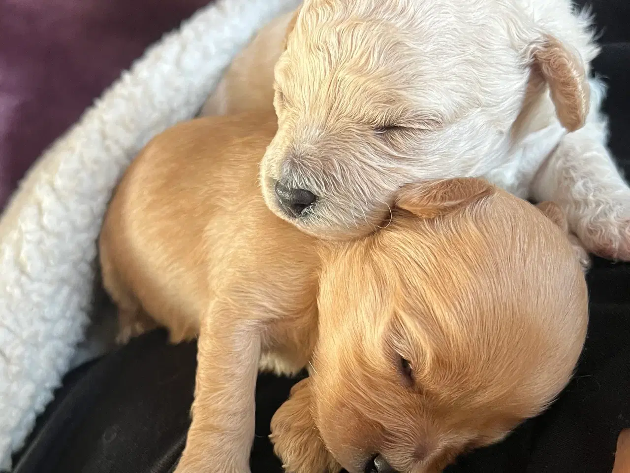 Billede 1 - Cavapooo