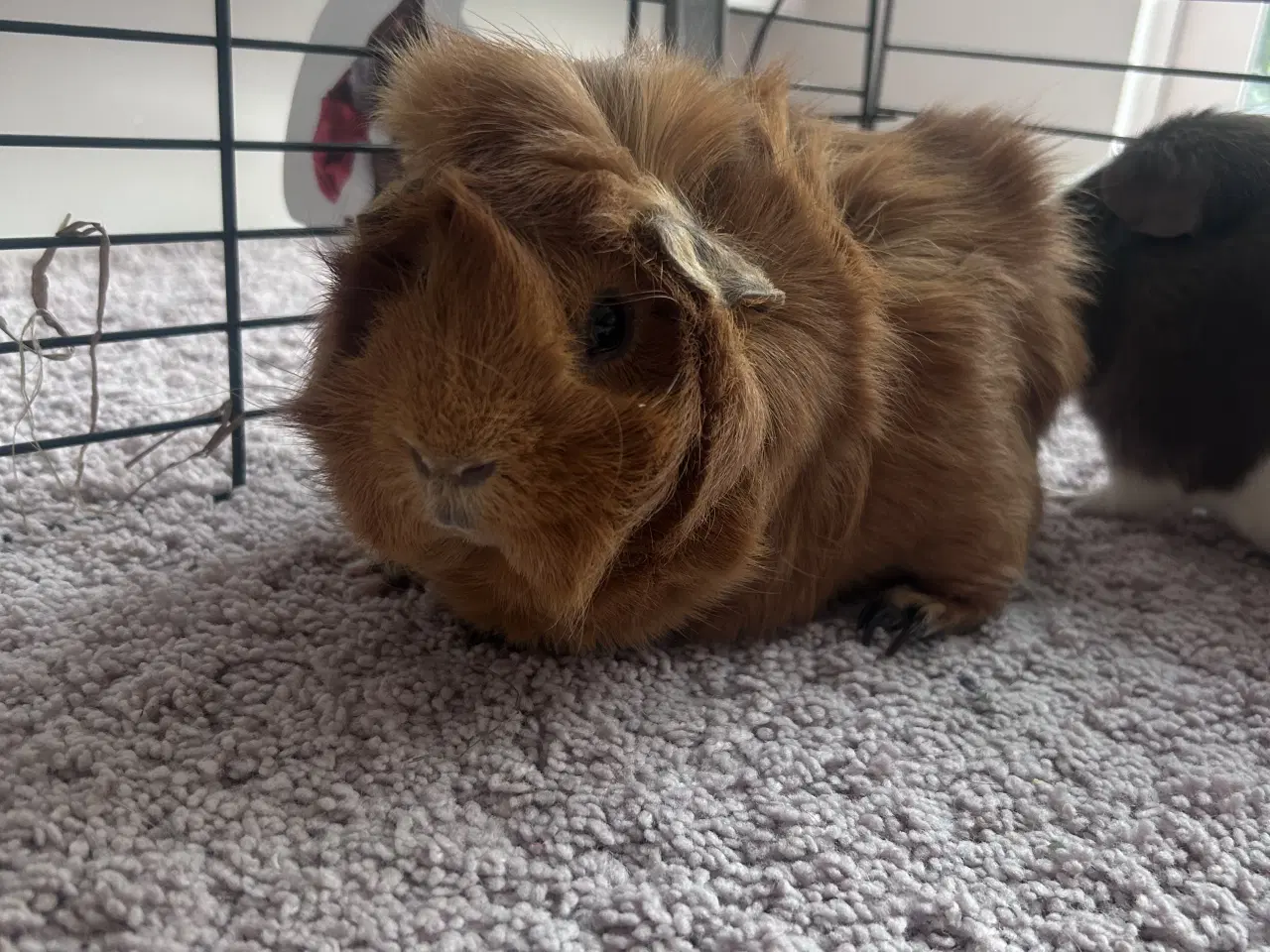 Billede 3 - 2 rolige han marsvin