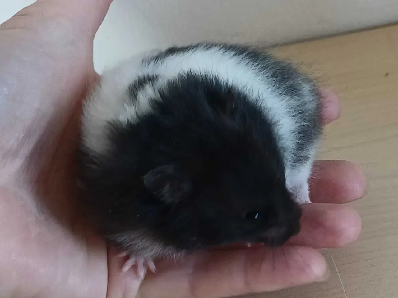 Billede 11 - Guldhamster unger
