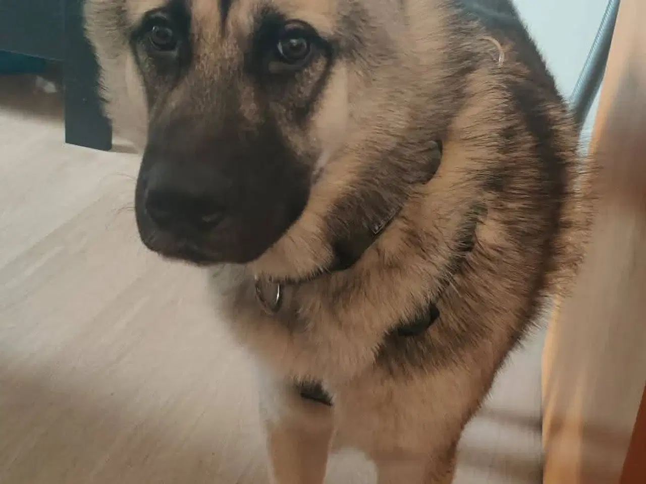 Billede 11 - Hund søger ny hjem 