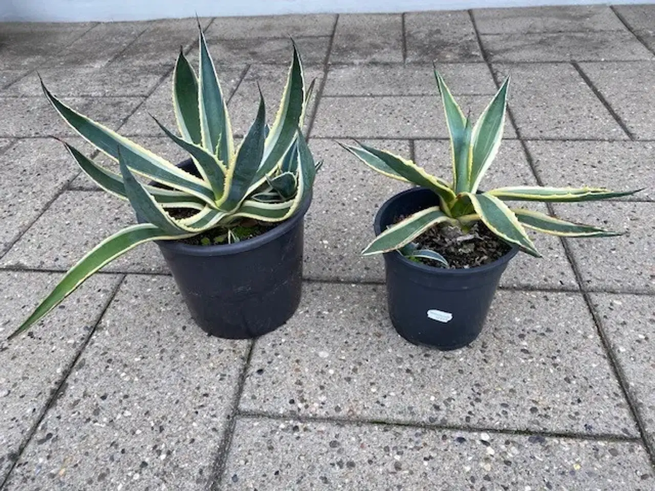 Billede 3 - Kaktus Agave