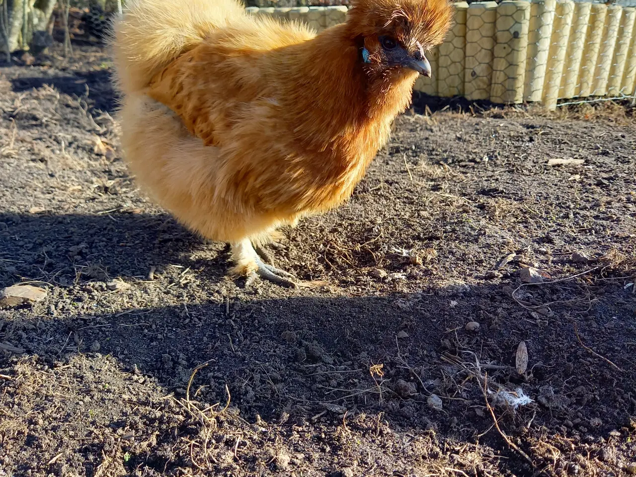 Billede 1 - 1,4 gule dværg silkehøns 