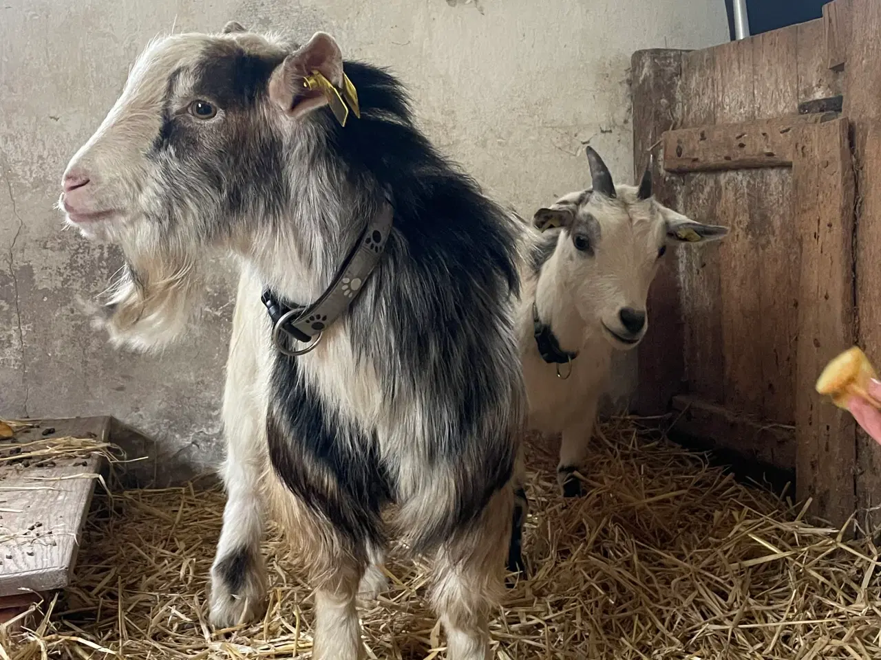 Billede 2 - 2 Dværggeder