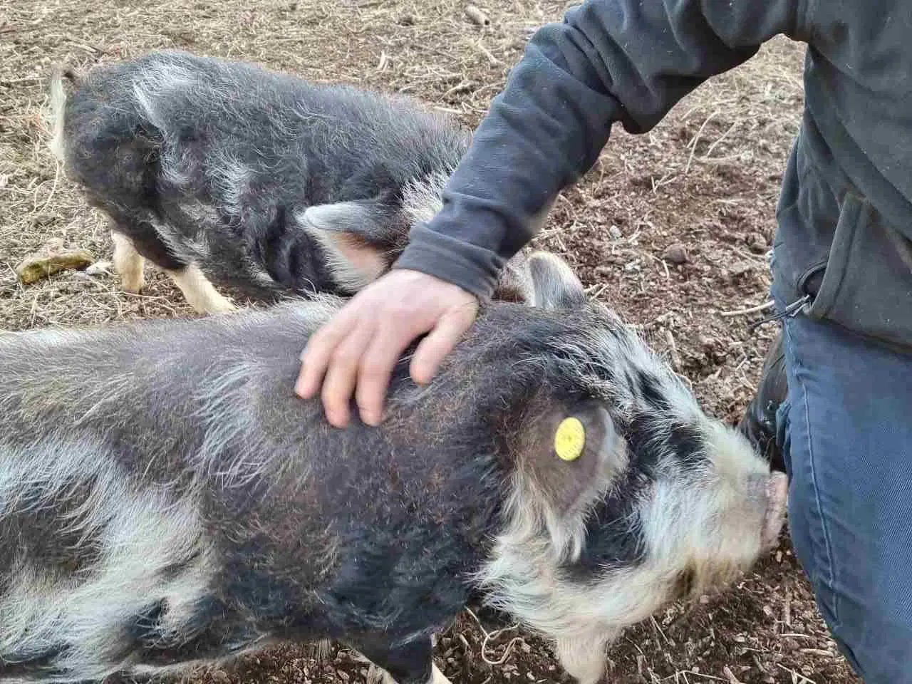 Billede 2 - Kune Kune grise bortgives