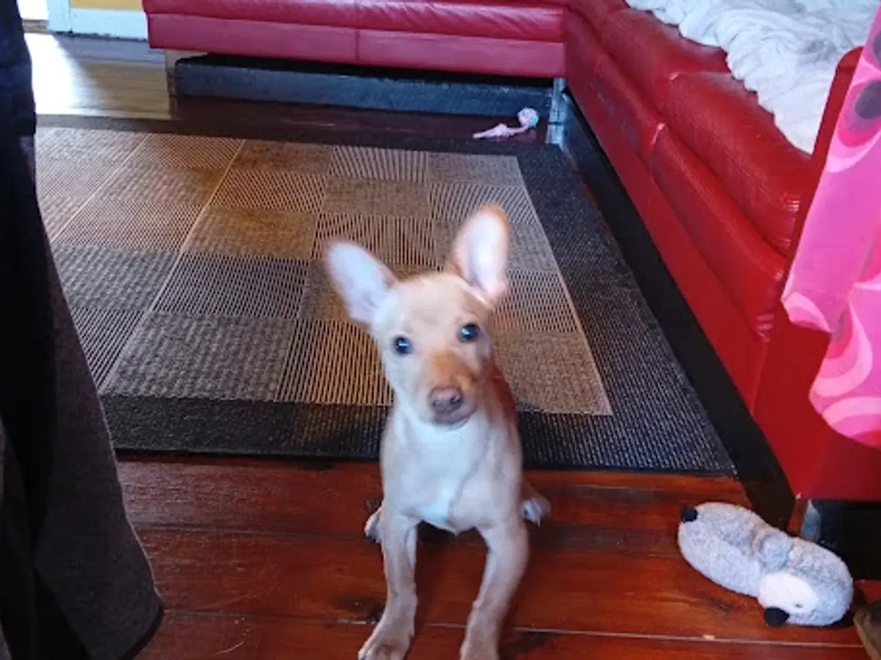 Billede 2 - Dværgpinscher/Dansk Svensk gårdhund HAN