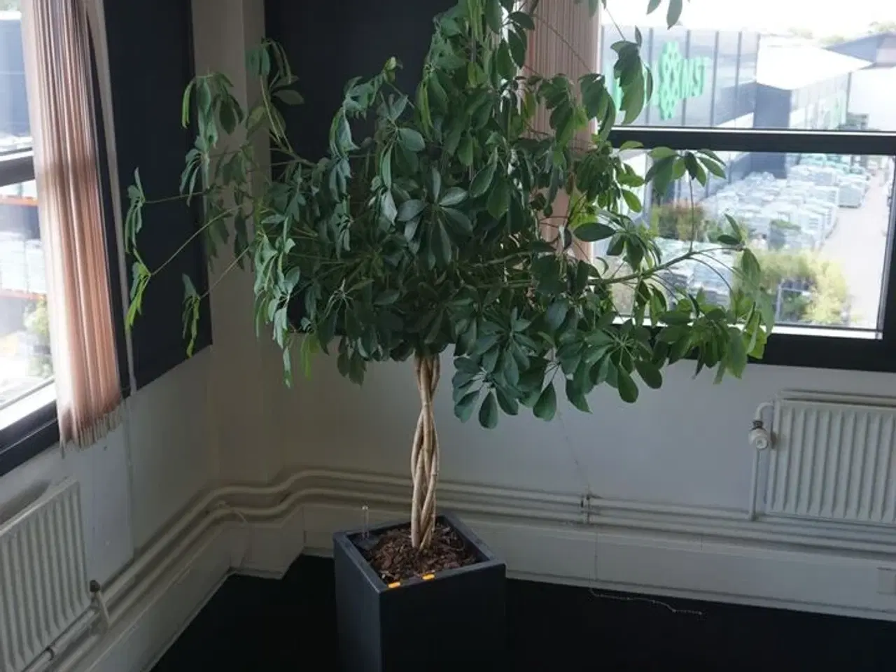 Billede 1 - Plante