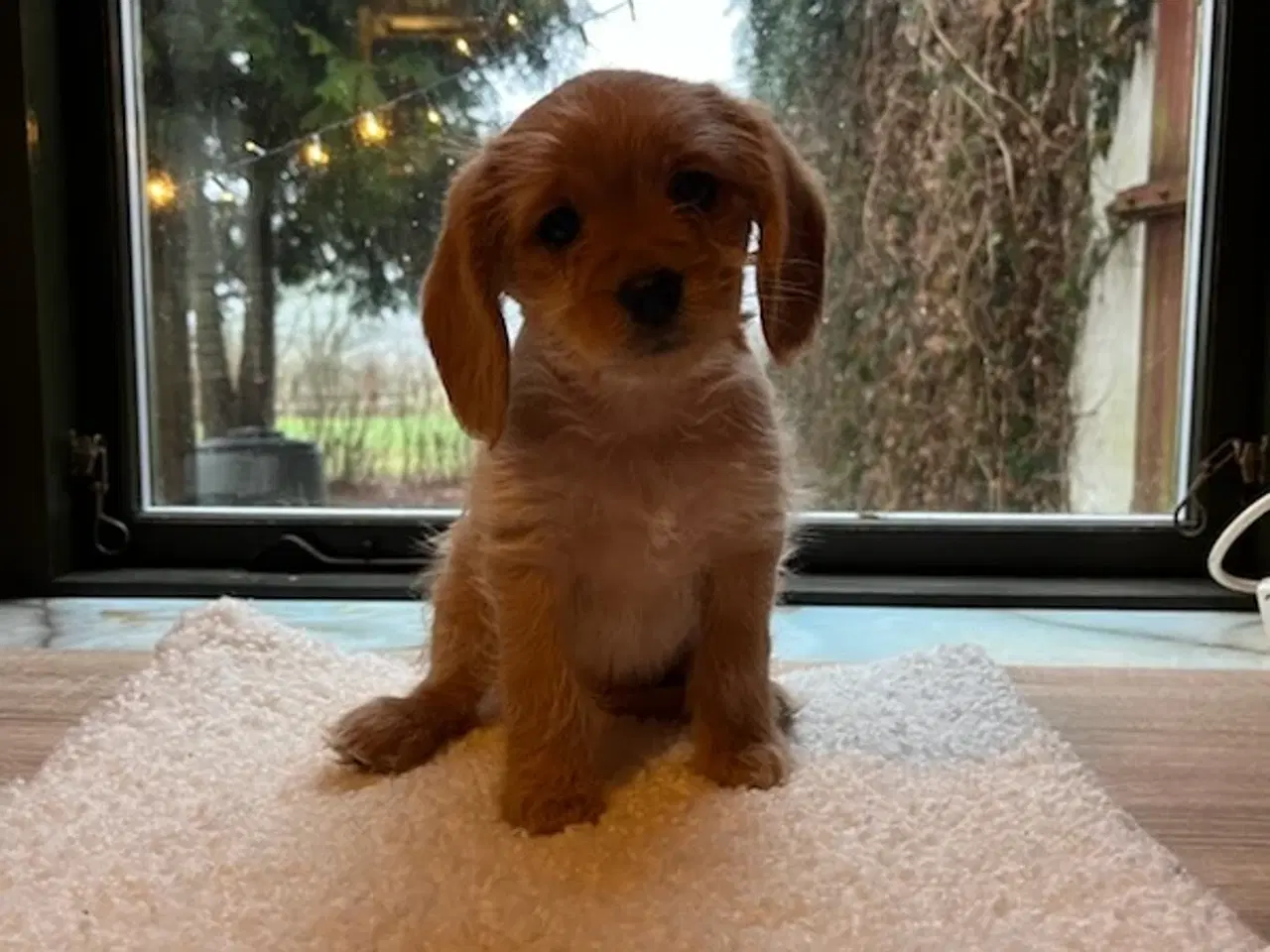 Billede 1 - Bigelier × puddel