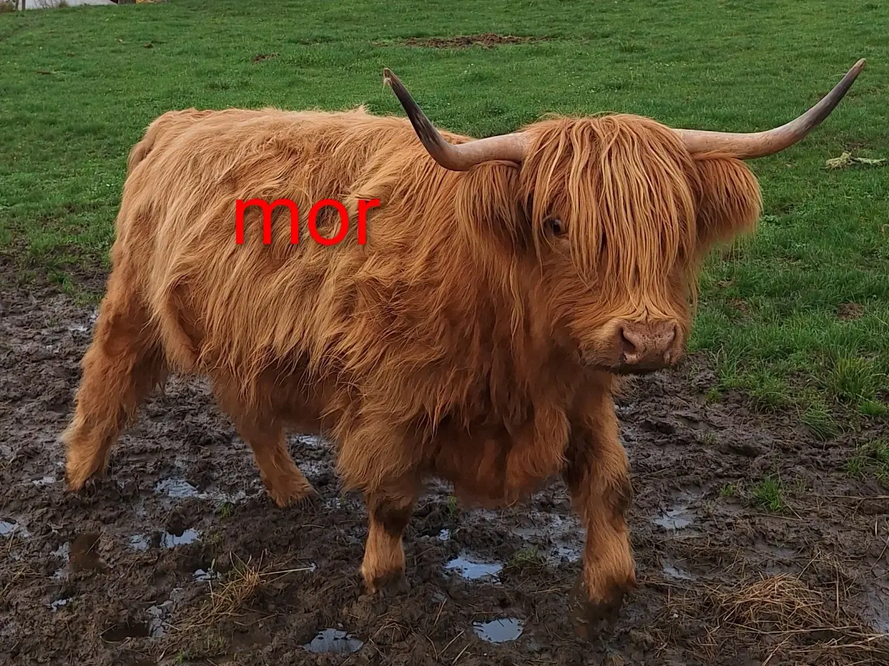 Billede 7 - Skotsk højlandskvæg tyrkalv