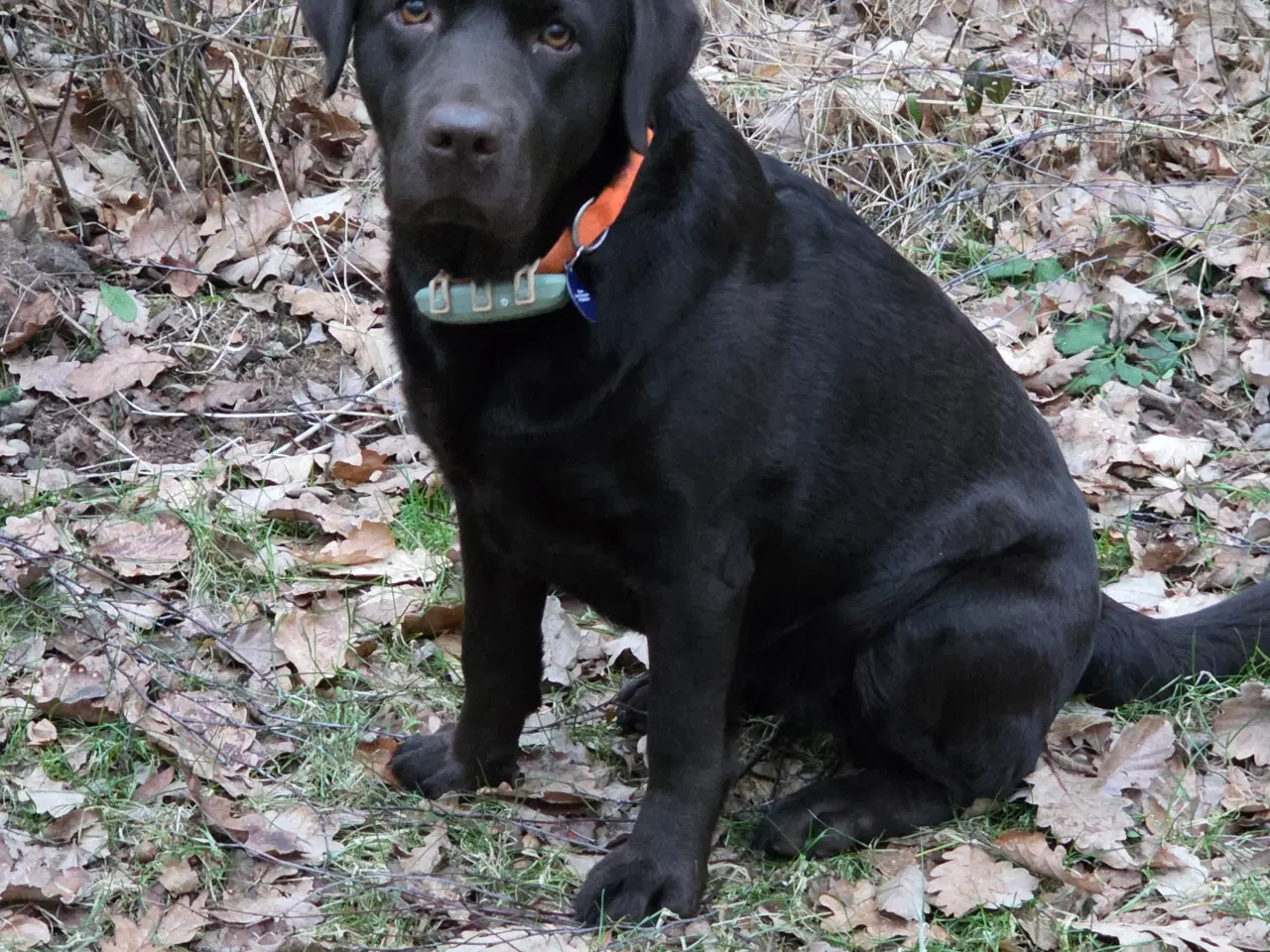 Billede 1 - Brune labrador retriver hvalpe