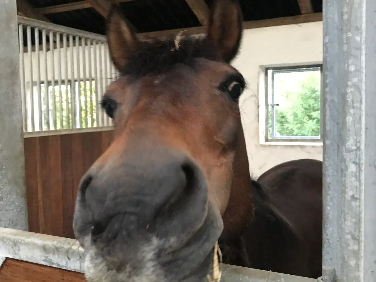 Billede 2 - Lånepony søger rytter!