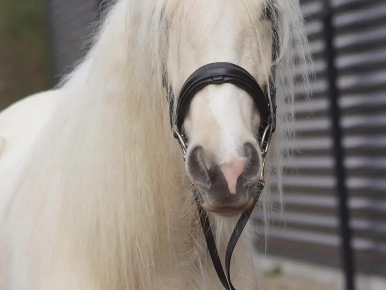 Billede 7 - Irish cob hoppe palomino