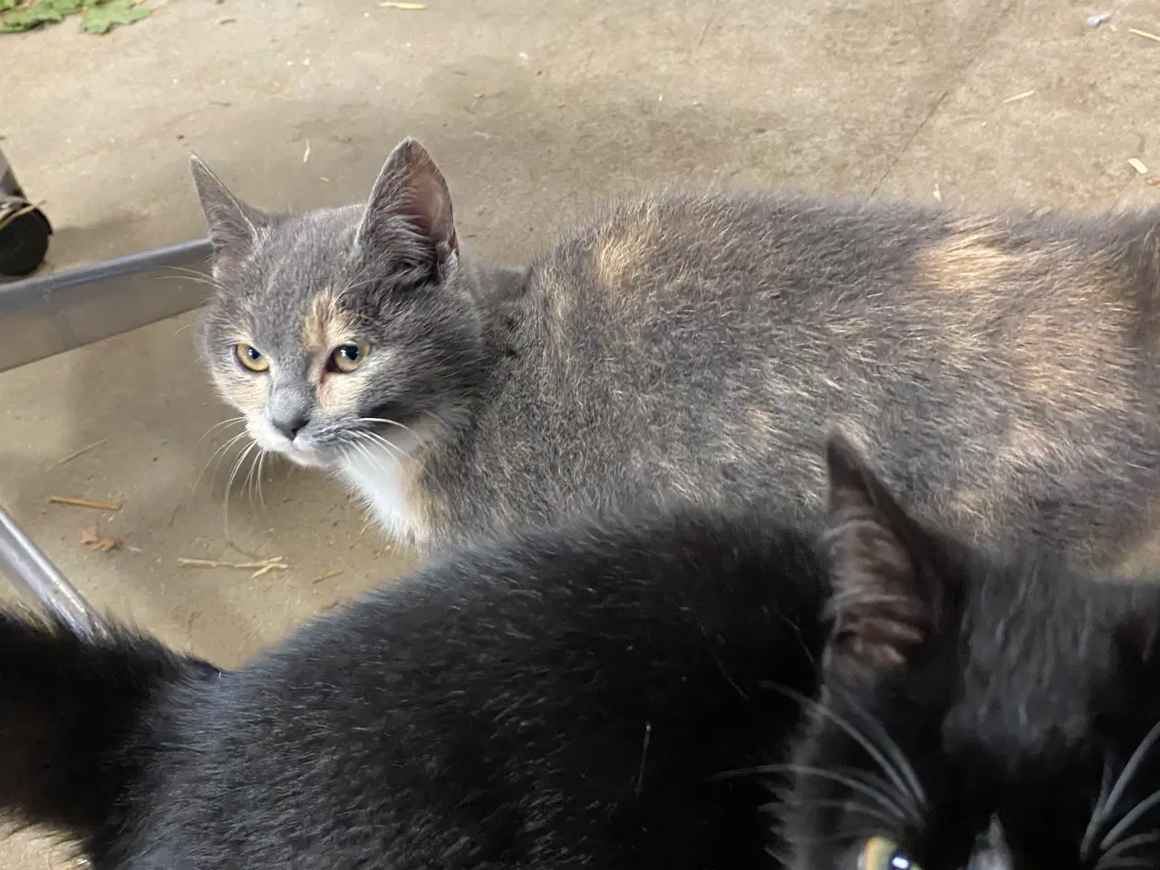 Billede 6 - Kattekillinger søger nyt hjem