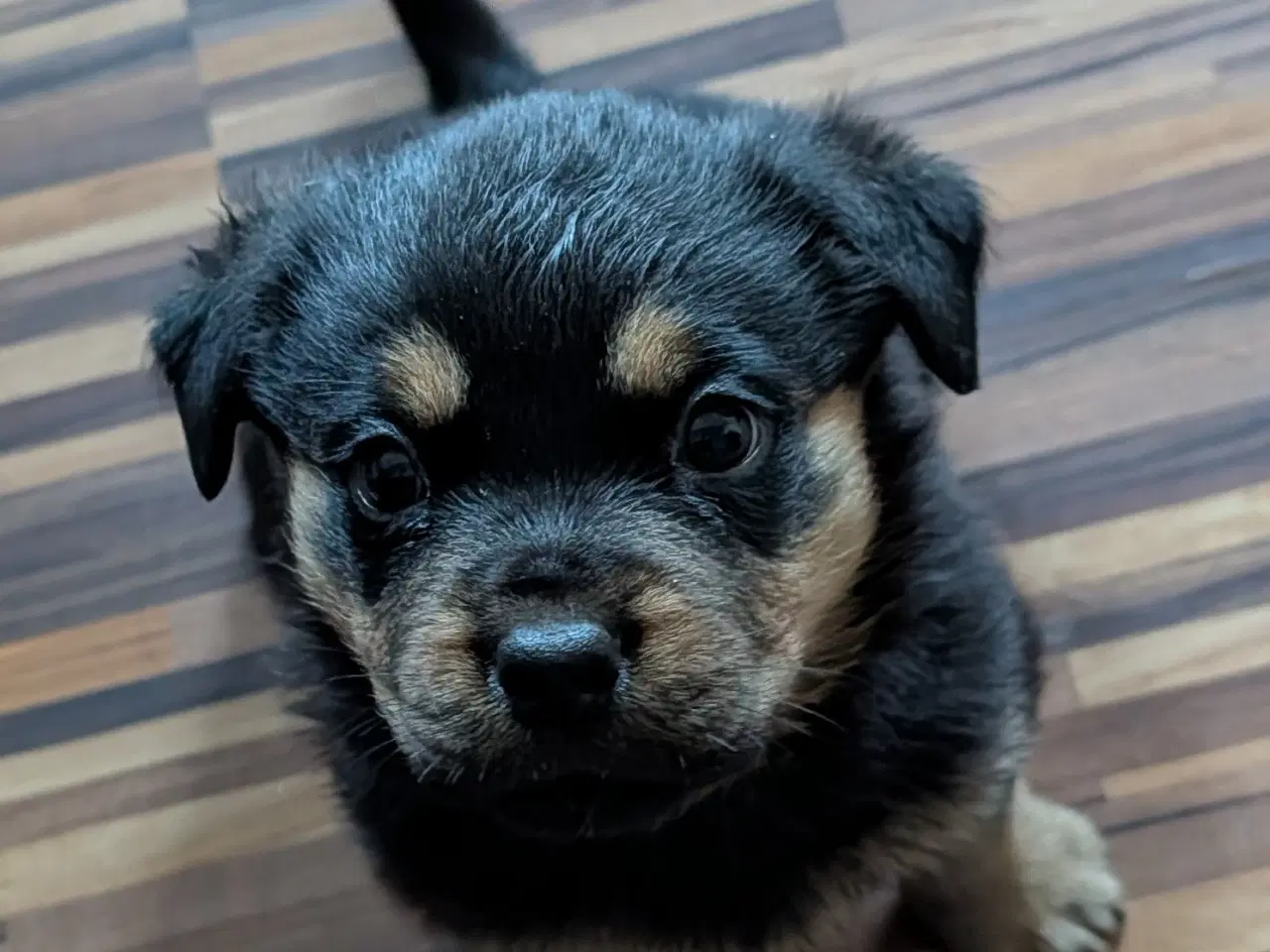 Billede 4 - Labweiler