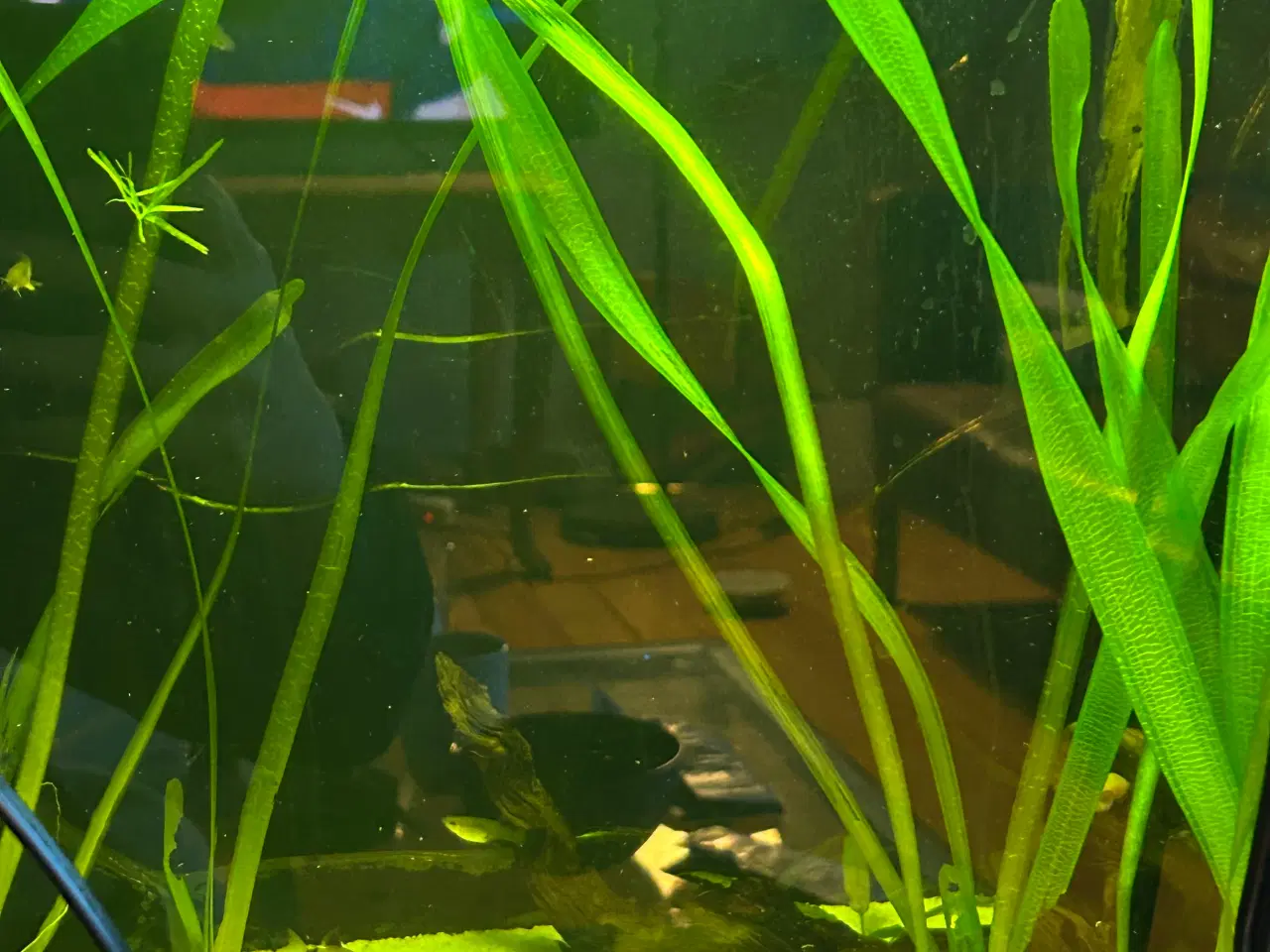 Billede 3 - 🌿 Levende akvarieplanter – 2 stk. GLS