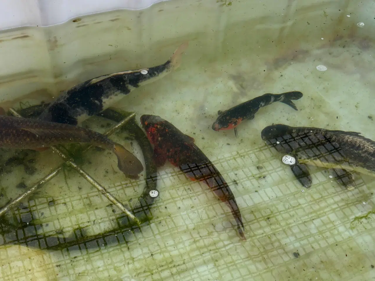 Billede 5 - 5 koikarper BILLIGT!