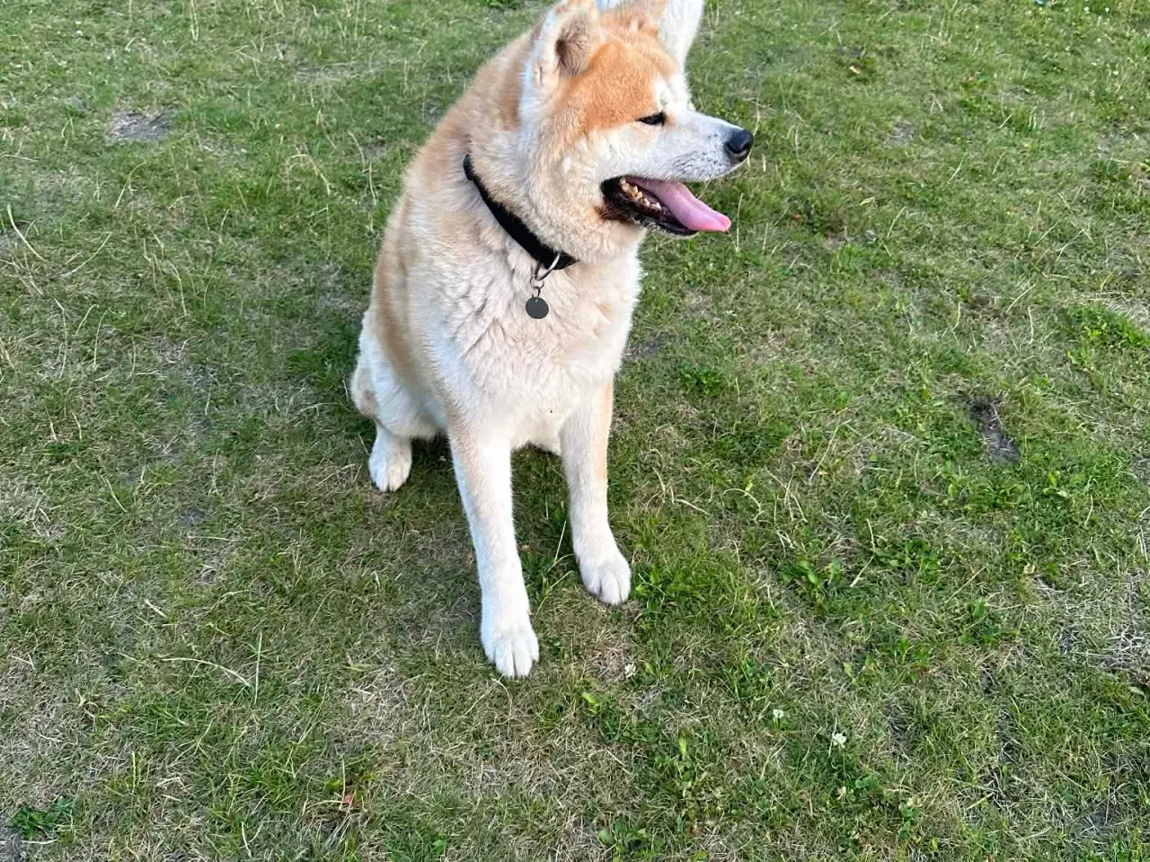 Billede 4 - Japansk Akita hvalpe