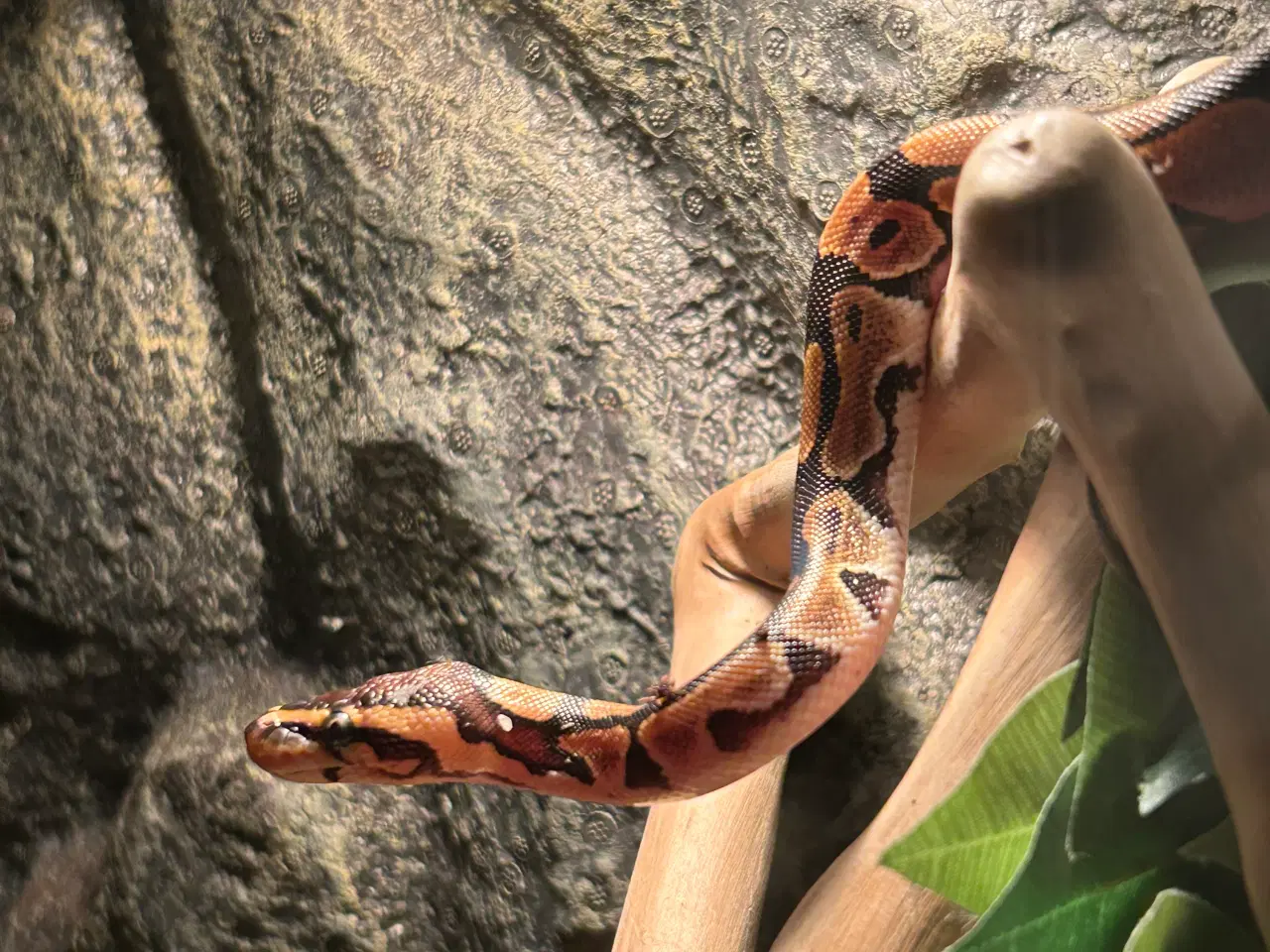 Billede 3 - Ball python 