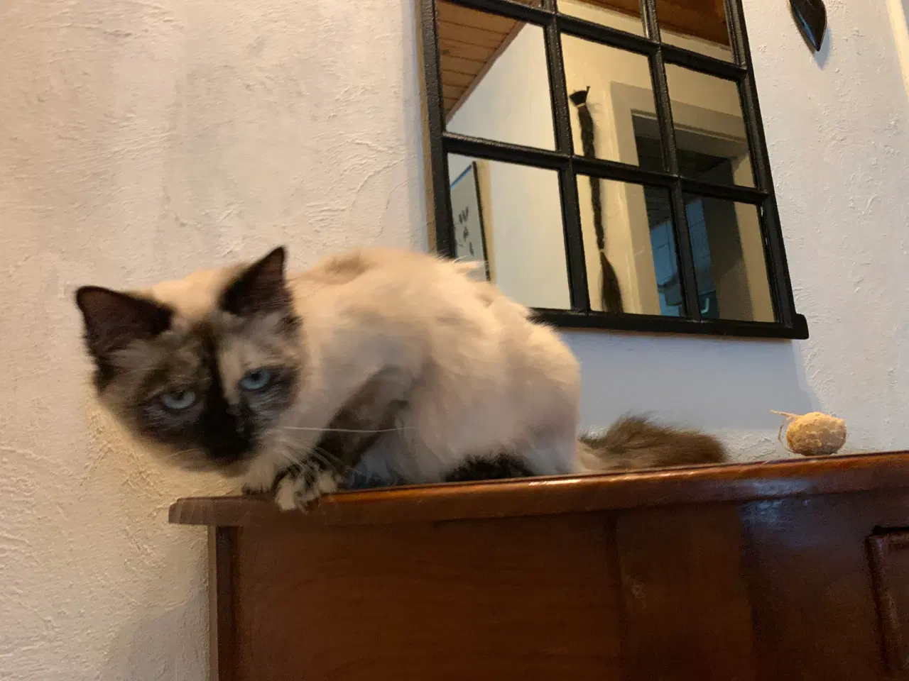 Billede 3 - Ragdoll og SkovDoll evt. sammen