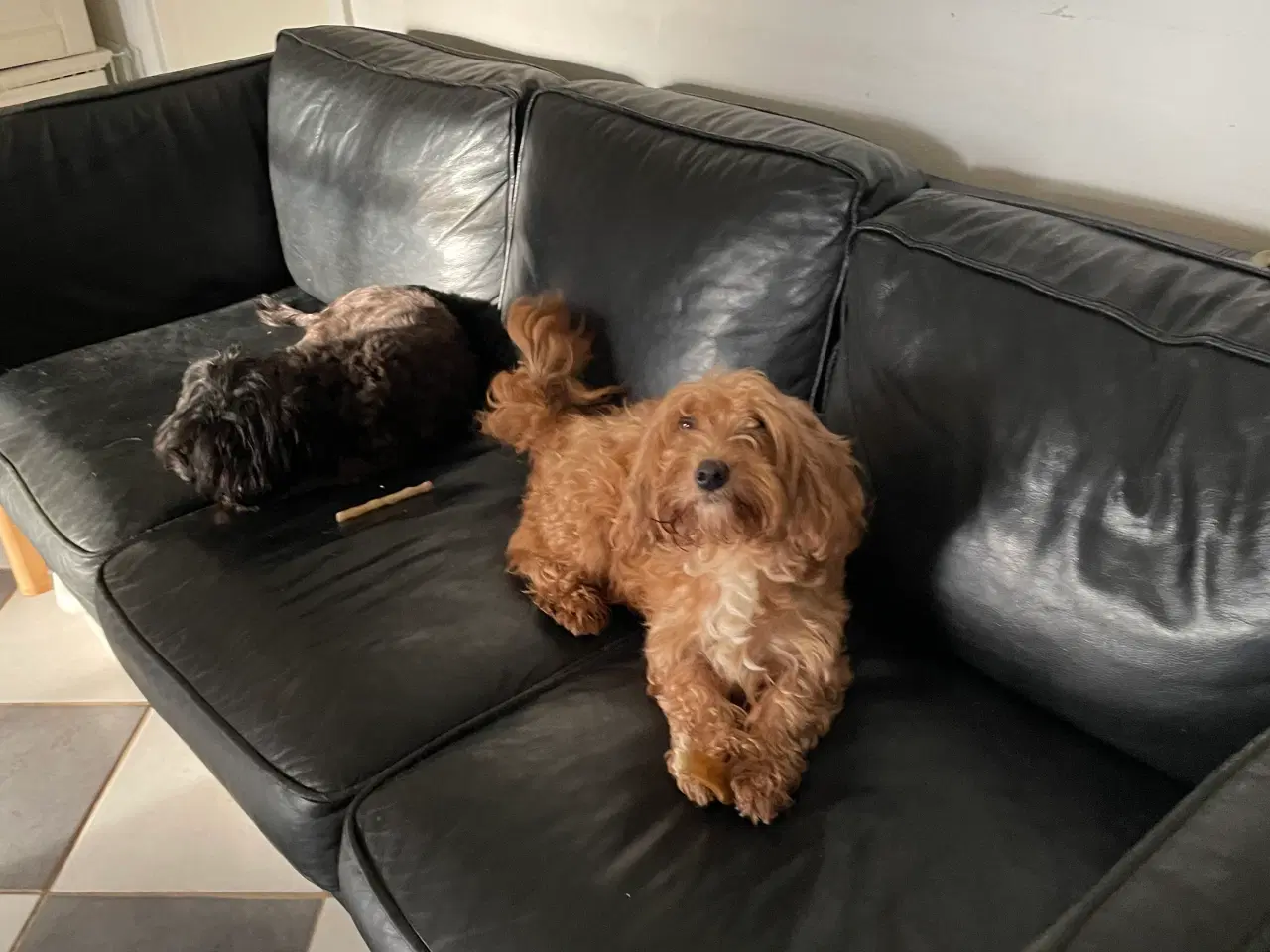 Billede 9 - HAVAPOO HVALPE-REJSEKLARE NU!