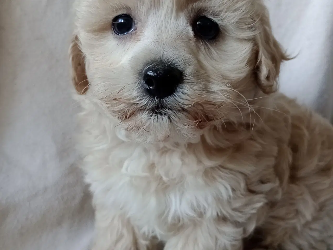 Billede 14 - Maltipoo hvalpe