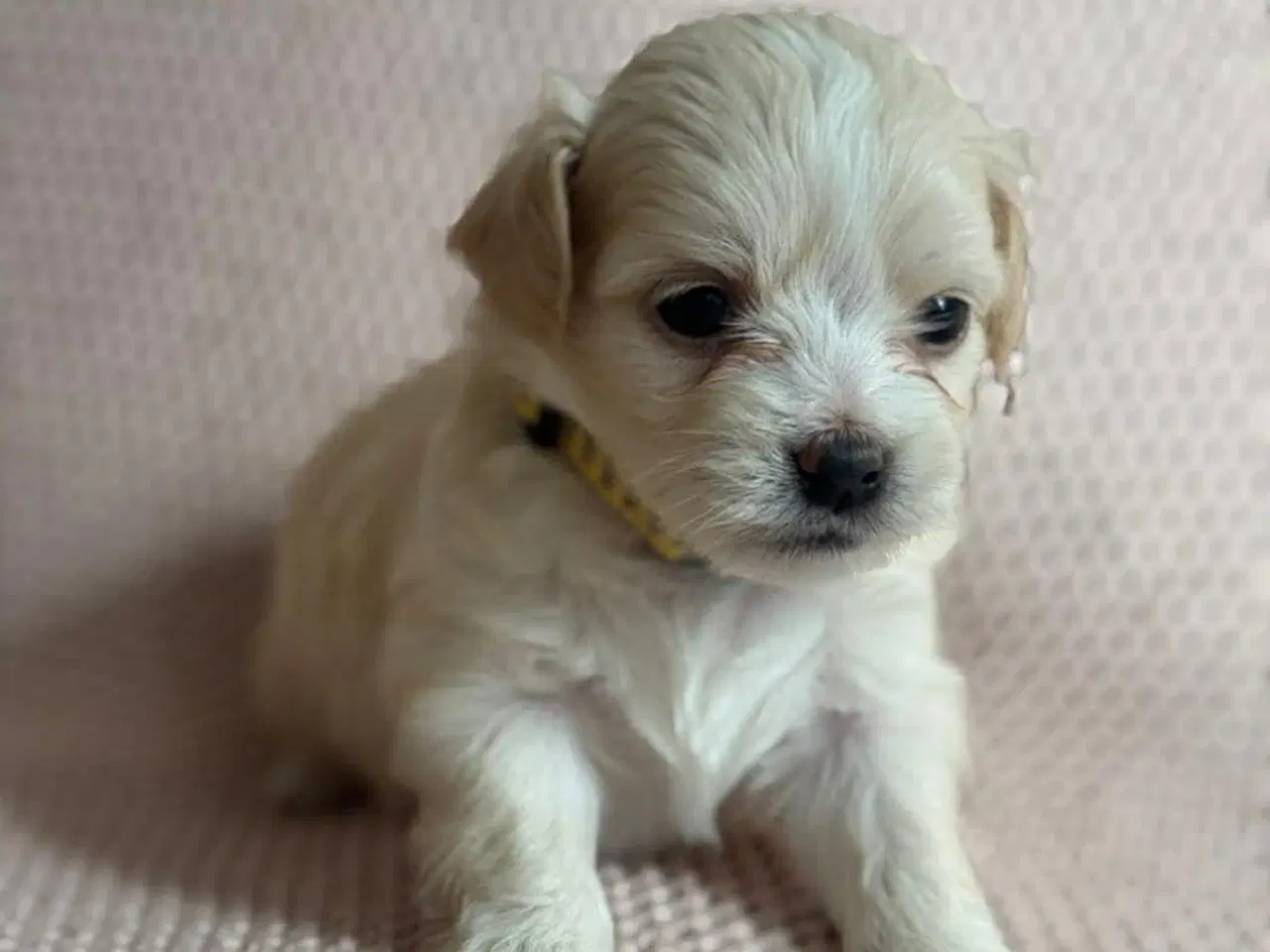 Billede 3 - Maltipoo Pomchi blanding