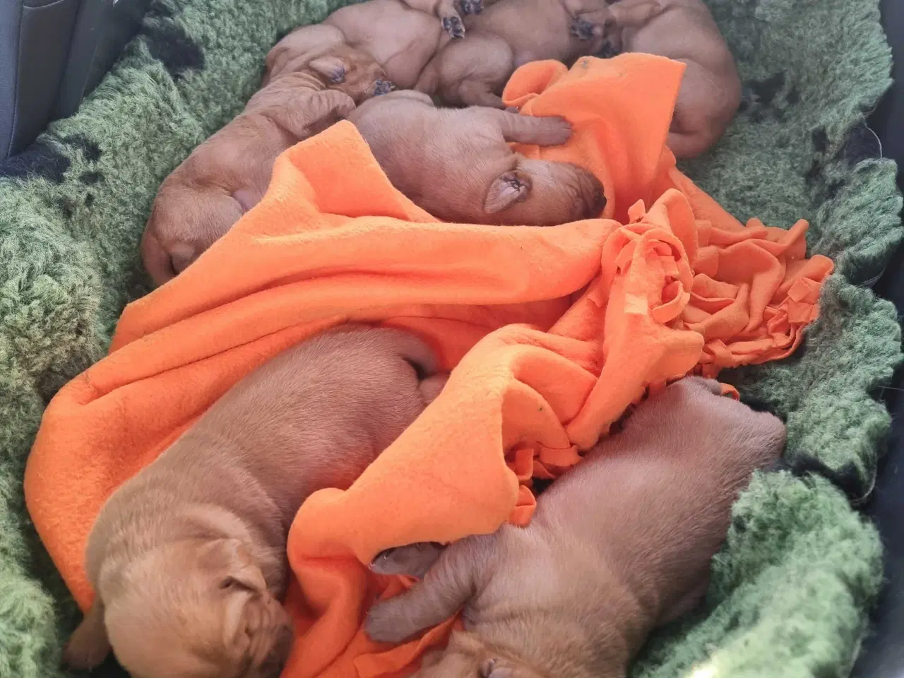 Billede 7 - Fox Red labrador 