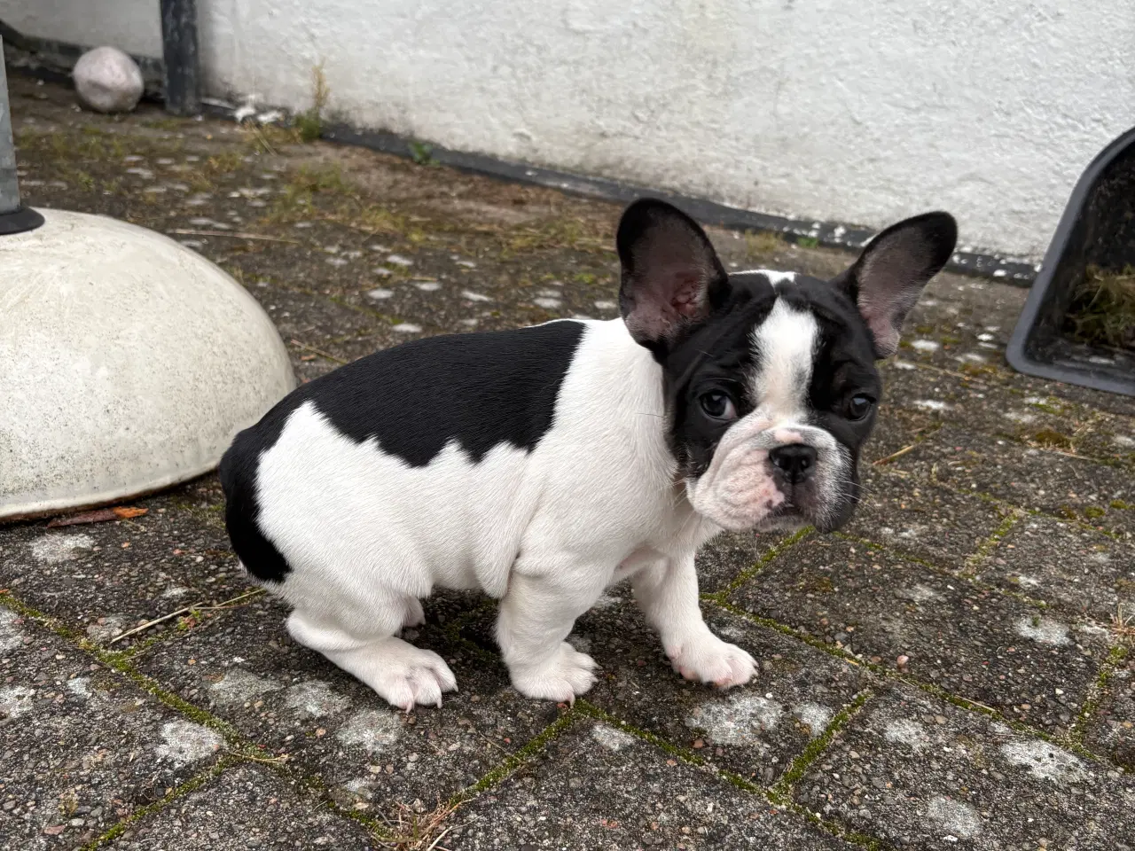 Billede 6 - 2 han franskbulldog  