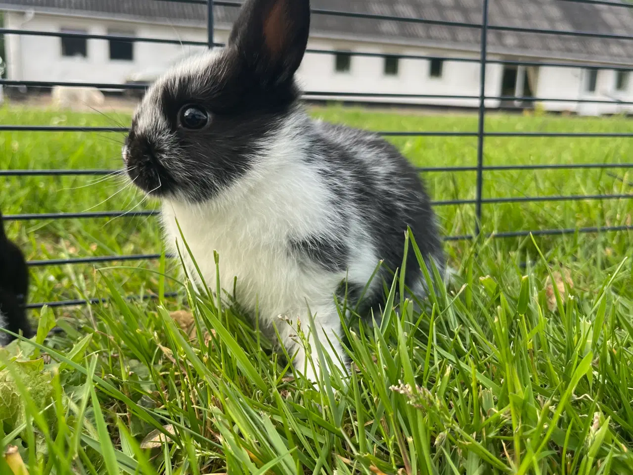 Billede 1 - Hermelin unge han