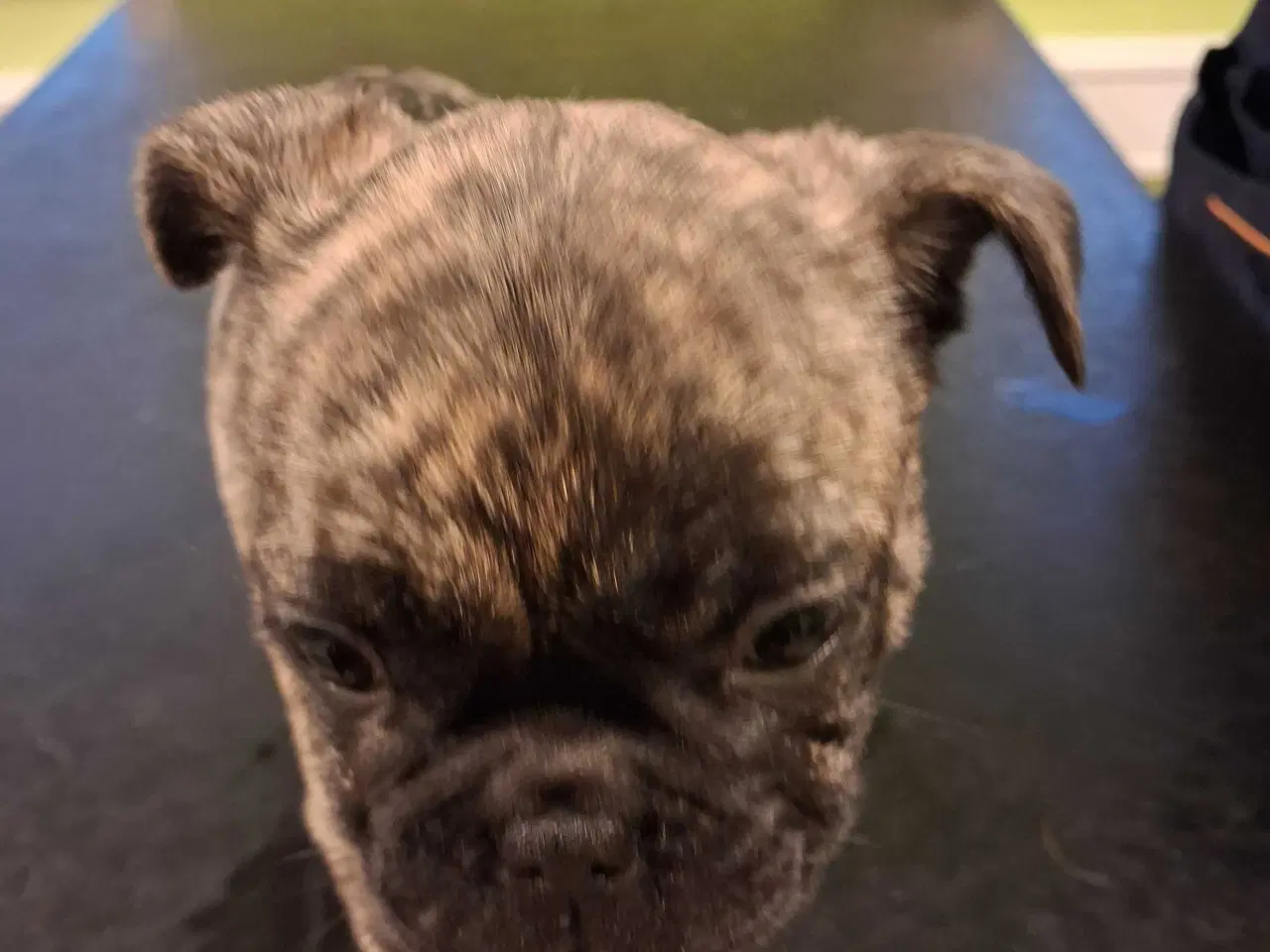 Billede 8 - Små hvalpe salgs klar