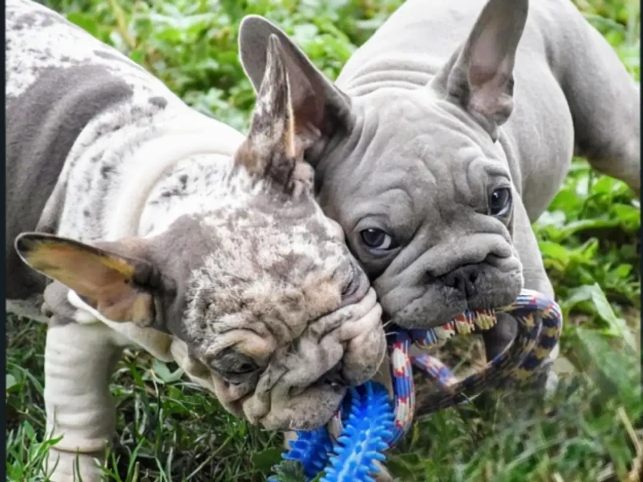 Billede 12 - Fransk bulldog 