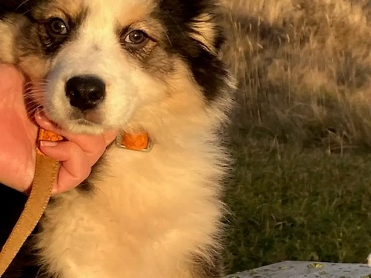 Billede 7 - Vera - Pragtfuld Australian Shepherd Hvalp